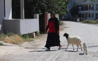Evladını lösemiden kaybeden anne, teselliyi peşinden ayrılmayan kuzuda buldu