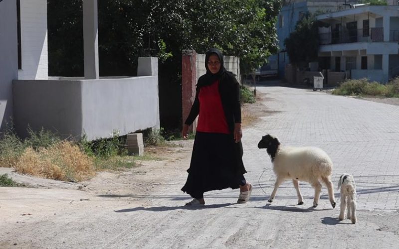 Evladını lösemiden kaybeden anne, teselliyi peşinden ayrılmayan kuzuda buldu